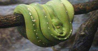 install-python